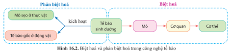 Quan sát hình 16.2, trình bày sự khác nhau giữa biệt hoá và phản biệt hoá  tế bào?