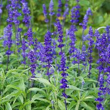 Image result for Salvia farinacea