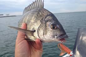 Port Phillip Bay Lure Fishing Session