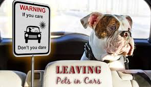 Never leave pets in a parked car. Leaving Pets In Cars If You Care Don T You Dare Entirelypets