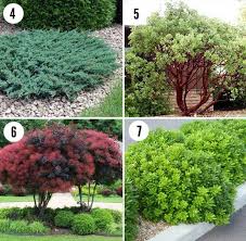 This is the nature forest transition in japan. Drought Tolerant Plants For Asian Landscapes Japanese Garden Plants Asian Garden Asian Landscape
