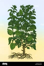 Image result for Melissa officinalis