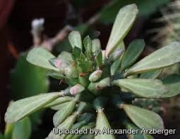 Image result for Monadenium hirsutum