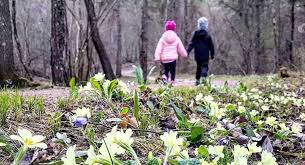 La sua fioritura infatti può partire il periodo di fioritura di questa pianta va da marzo a maggio e i piccoli fiorellini bianchi o rosa a la lavanda è una bellissima pianta da aiuola fiorita e profumata, ideale per chi vive in luoghi dal. 3 Fiori Primaverili Che Sbocciano Nei Boschi Di Montagna In Primavera