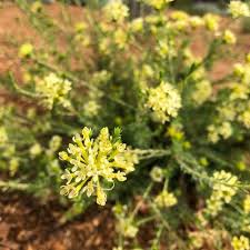 Image result for Gnidia