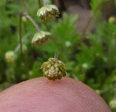 Image result for Cotula australis