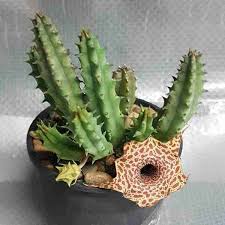 Image result for Huernia hislopii