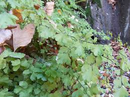 Image result for Pteridaceae