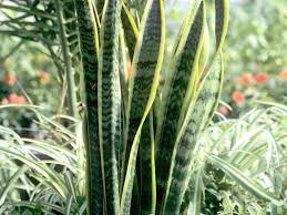 Check spelling or type a new query. Sansevieria Cultiver Et Rempoter Ooreka
