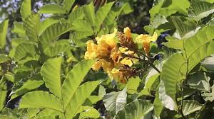 Image result for Markhamia lutea