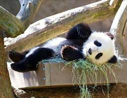 Pin By Saeko Mountainfields On Cute Overload Panda Bear Baby Panda Bears Panda