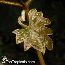 Image result for Rhoicissus tomentosa