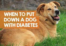 When To Put Down A Dog With Diabetes Average Lifespan Expectancy