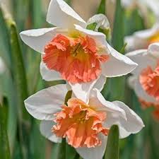 Precocious Daffodil Summer Flowers To Plant Part Shade Flowers Daffodils