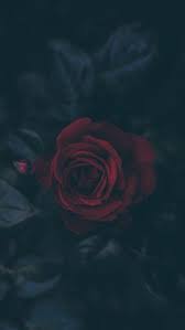 Nature Wallpaper Iphone Dark Wallpaper Flower Wallpaper Rose Wallpaper
