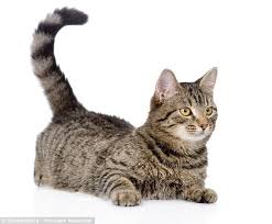 A raised cat tail, tip curved slightly forward, is an even better sign. Researchers Reveal What Cat Tail Movements Really Mean Daily Mail Online