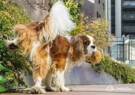 Are you drinking enough water? My Dog S Urine Is Dark Yellow And Smells Why Barkibu Es