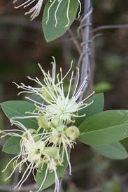 Image result for Maerua buxifolia