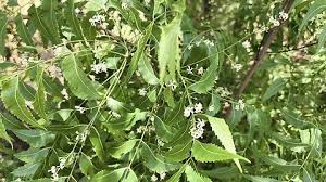 Image result for Azadirachta indica