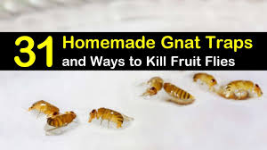 31 homemade gnat traps and ways to kill