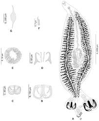 Image result for Cyclocotyla