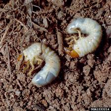 White Grubs Corn Bugwoodwiki