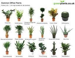 Best Office Plants No Sunlight Grow Indoors Plants That Grow With Little Sunlight Gardening Gardening Tips Indoo Best Office Plants Plants Indoor Office Plants