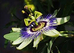 Image result for Passiflora caerulea