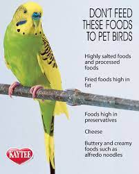Can Your Birds Eat Everything You Do Make Sure To Avoid Feeding These Foods And Others To Your Pet Birds Pet Birds Pets Bird Care