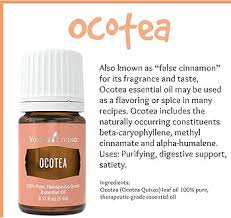 Image result for Ocotea