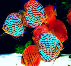 Beautiful Colors Of Discus Discus Fish Tropical Fish Tropical Freshwater Fish