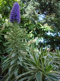 Image result for Echium