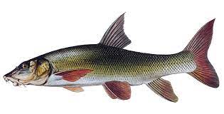 Parma Obecná ( Říční ) - Barbus barbus - Místní rybářská skupina Odry