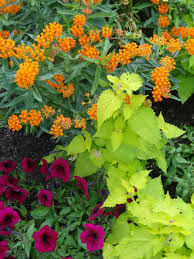 Dsc01011 Jpg 3672 4896 Butterfly Garden Plants Garden Containers Colorful Garden