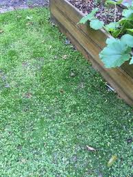 Here you'll find everything from hedge shears that are designed to make light work of that yearly trim to extended loppers that'll help you reach those tree branches with ease. How To Trim Grass On Edges Using Only Manual Tools Gardening Landscaping Stack Exchange