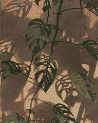 Mint green aesthetic brown aesthetic aesthetic colors aesthetic images aesthetic collage aesthetic wallpapers aesthetic photo natur wallpaper sage green wall collage kit aesthetic (digital print) 50 pcs. Tumblr Plant Aesthetic Aesthetic Iphone Wallpaper Plant Wallpaper