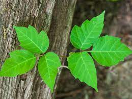 Its leaves are lobed or deeply toothed, with rounder edges (figure 3). How To Safely Remove Poison Ivy