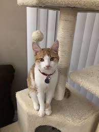 After A Week In Cat Hospital He Is Loving His Cat Tree Again Cat Tree Cats Love Him