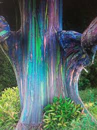 Rainbow Eucalyptus Trees With Videos Rainbow Eucalyptus Tree Rainbow Eucalyptus Eucalyptus Tree