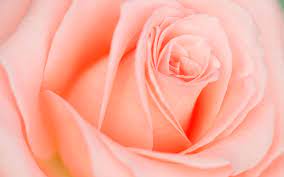 Receive the latest news on new. Light Pink Orange Rose 1920x1200 Wallpaper Teahub Io