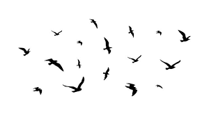 Flying Flock Of Birds Flight Bird Silhouettes Isolated Black Doves Or Seagulls Collection Freedom Metaphor Vector Illustration Flock Bird Black Silhouette Illustration Buy This Stock Vector And Explore Similar Vectors At What material is this item made of? flying flock of birds flight bird