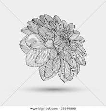Dahlia Drawings Abstract Floral Background Vector Flower Dahlia Element For Design Vector Flowers Dahlia Flower Tattoos Dahlia Tattoo