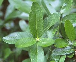 Image result for Loxodera bovonei