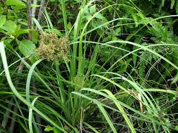 Image result for Cyperus sp. (ex Mariscus sp.no.2)