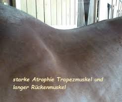 Sie sind die ideale verbindung aus hightech und tradition. Pferd Vermessen Und Wissenswertes Used Saddle Center