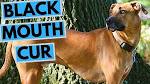 Black Mouth Cur - PetGuide