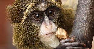 صور قرد africa animals animals cute monkey