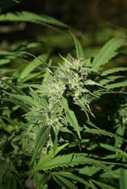 Image result for Cannabaceae