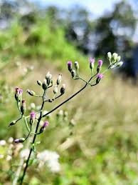 Image result for Vernonia cinerea