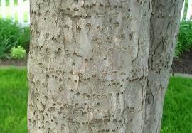 Jan 27, 2021 · plant this flowering crabapple tree anytime between the last frost in spring and about three weeks before the first hard frost in fall. Crabapple Disease 185601 Ask Extension
